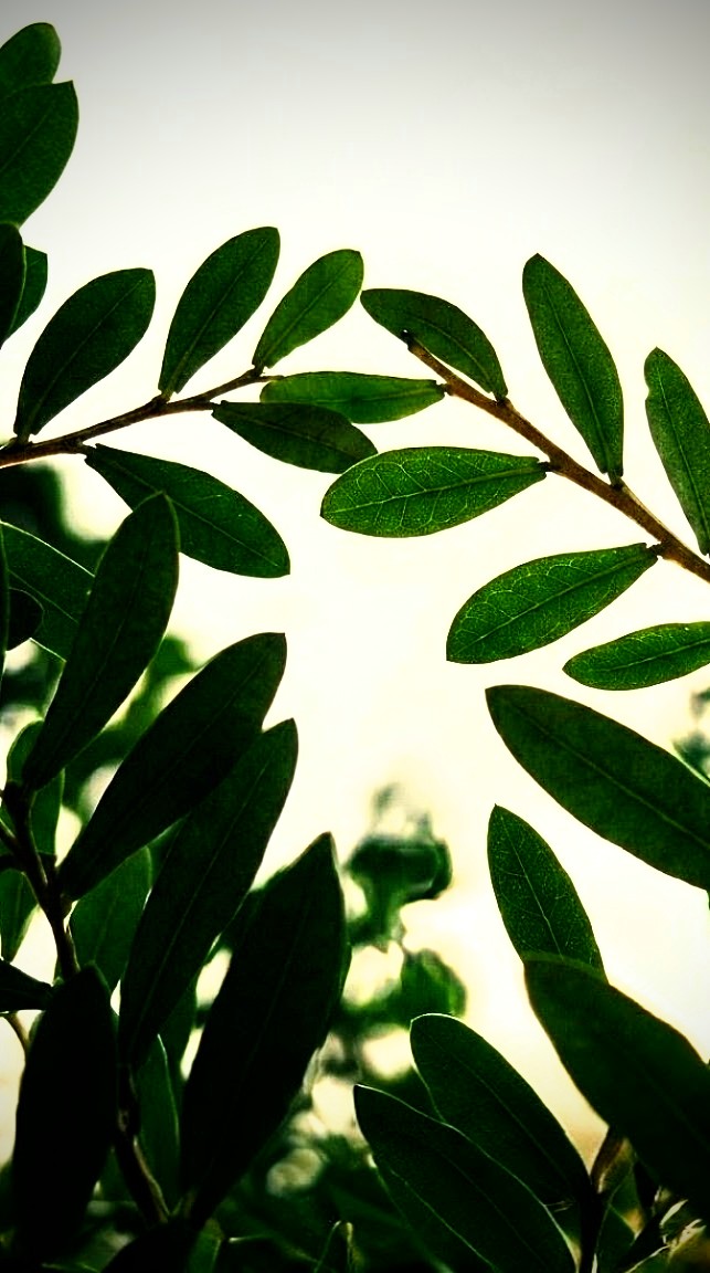 Backlit sunlit green foliage